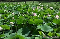 VBS_4620 - Fioritura loto a Vezza d'Alba